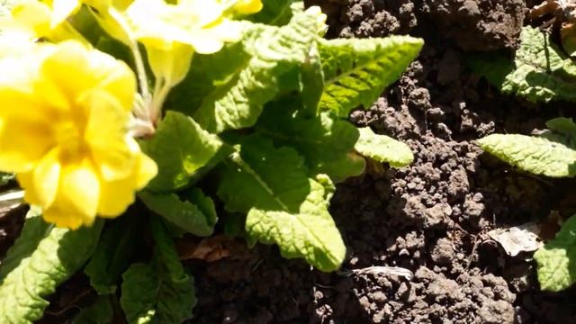 #primula #примулагибридная / Примула жёлтая (лат. primula hybrida yellow) - первоцвет. Краткий обзо смотреть онлайн