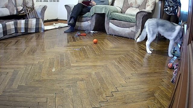 Хасята онлайн / Siberian husky live смотреть онлайн