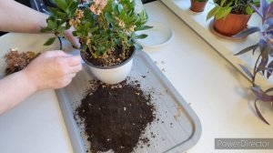 Каланхоэ обрезка после цветения. Каланхоэ пересадка.