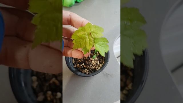 acer ginnala 2 años смотреть онлайн