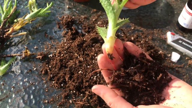 Aloe Vera Bakımı Yaprak Yumuşaması ,Jel Çekilmesi Çözümü / Aloe vera bakımı nasıl olmalı/Aloe vera смотреть онлайн