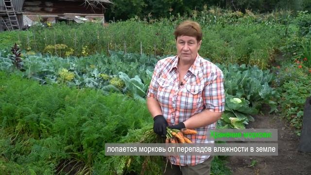 Как убирать и хранить морковь? смотреть онлайн