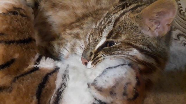АМУРСКИЙ КОТ ДУШИТ ТИГРА/реакция на пылесос смотреть онлайн
