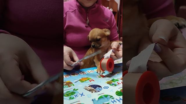 как заклеить уши чихуахуа смотреть онлайн