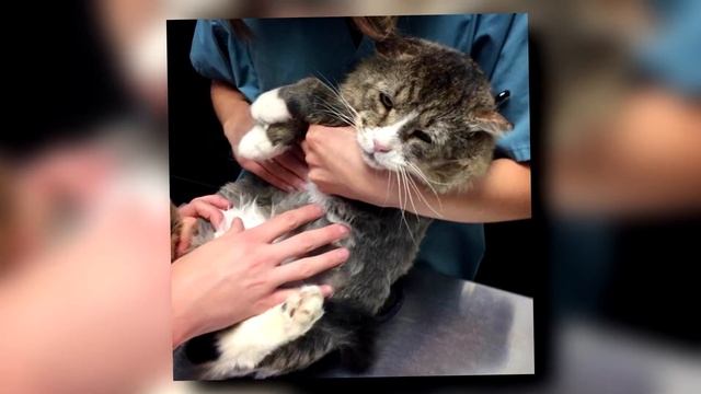 ★ САМЫЙ ГРУСТНЫЙ КОТ В МИРЕ ПОСМОТРЕЛ НА ДЕВУШКУ И ОНА НЕ СМОГЛА СДЕРЖАТЬ ЭМОЦИЙ. смотреть онлайн