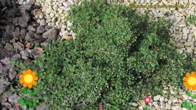 Кизильник лежачий Куин оф Карпетс. Краткий обзор, описание cotoneaster procumbens Queen of Carpets смотреть онлайн
