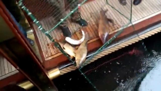 Освобождение рыбы на даче Януковича в Межигорье смотреть онлайн