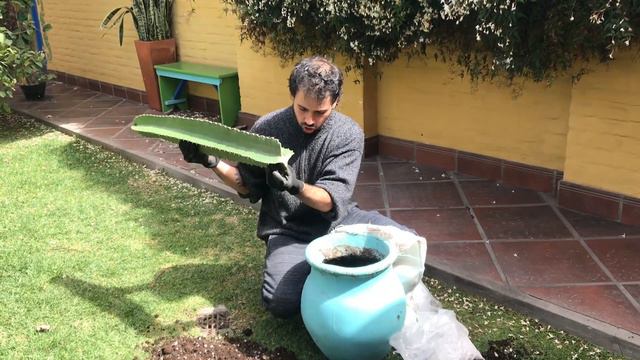 Cómo REPRODUCIR EUPHORBIA INGENS por ESQUEJES en 3 PASOS смотреть онлайн