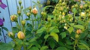 Роза Ванесса Белл. Английские розы в Подмосковье