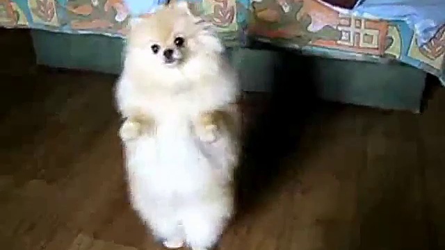 Танцующий шпиц смотреть онлайн