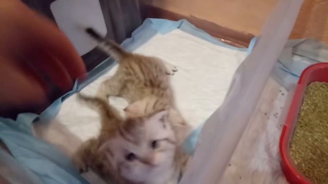 Котята 1 мес 10 дней .Кот и Кошка .Лоток . смотреть онлайн