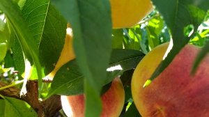 Поздний сорт персика PF 24-007 Флеминг Фьюри (PF 24-007 Flamin' Fury)