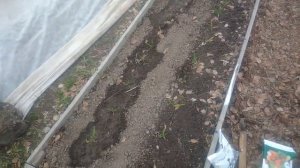 Чем подкормить чеснок весной после зимы