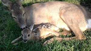 Дикая косуля принесла потомство в домашних условиях.
