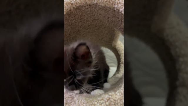 Котёнок Мейн Кун Пини и ее усы 😻❤️😻 смотреть онлайн