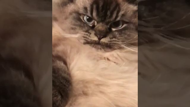 Просто сердитый котик смотреть онлайн