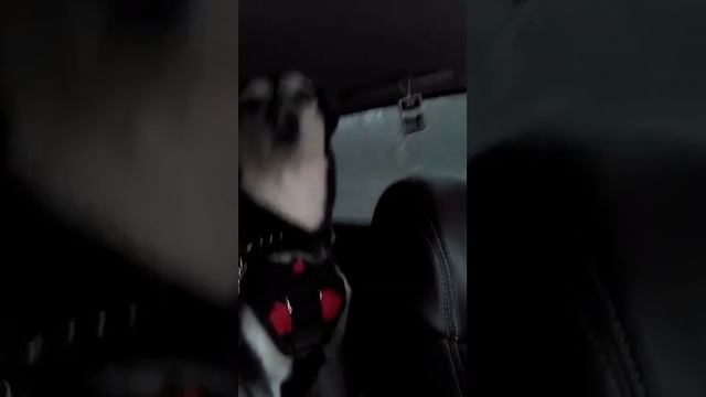 Хаски поет под клубняк смотреть онлайн