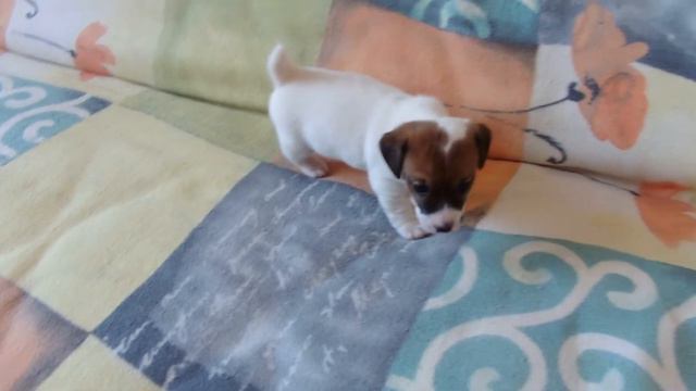 Джек Рассел терьер. Щенки-Москва.рф смотреть онлайн