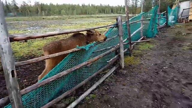 Ловозеро и саамская деревня смотреть онлайн