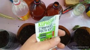 Самый Простой Способ  Вырастить Розу из Черенка/Черенкуем Розы Летом//Черенкование Роз/Корневин