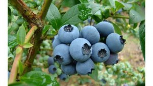 Сорт голубики «Либерти»