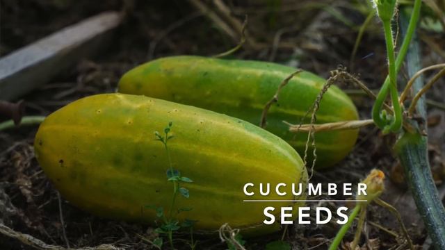 How To SAVE SEEDS: Seed Saving TIPS And EXAMPLES