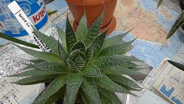 Все мои алоэ. 06.06.2019 г. смотреть онлайн