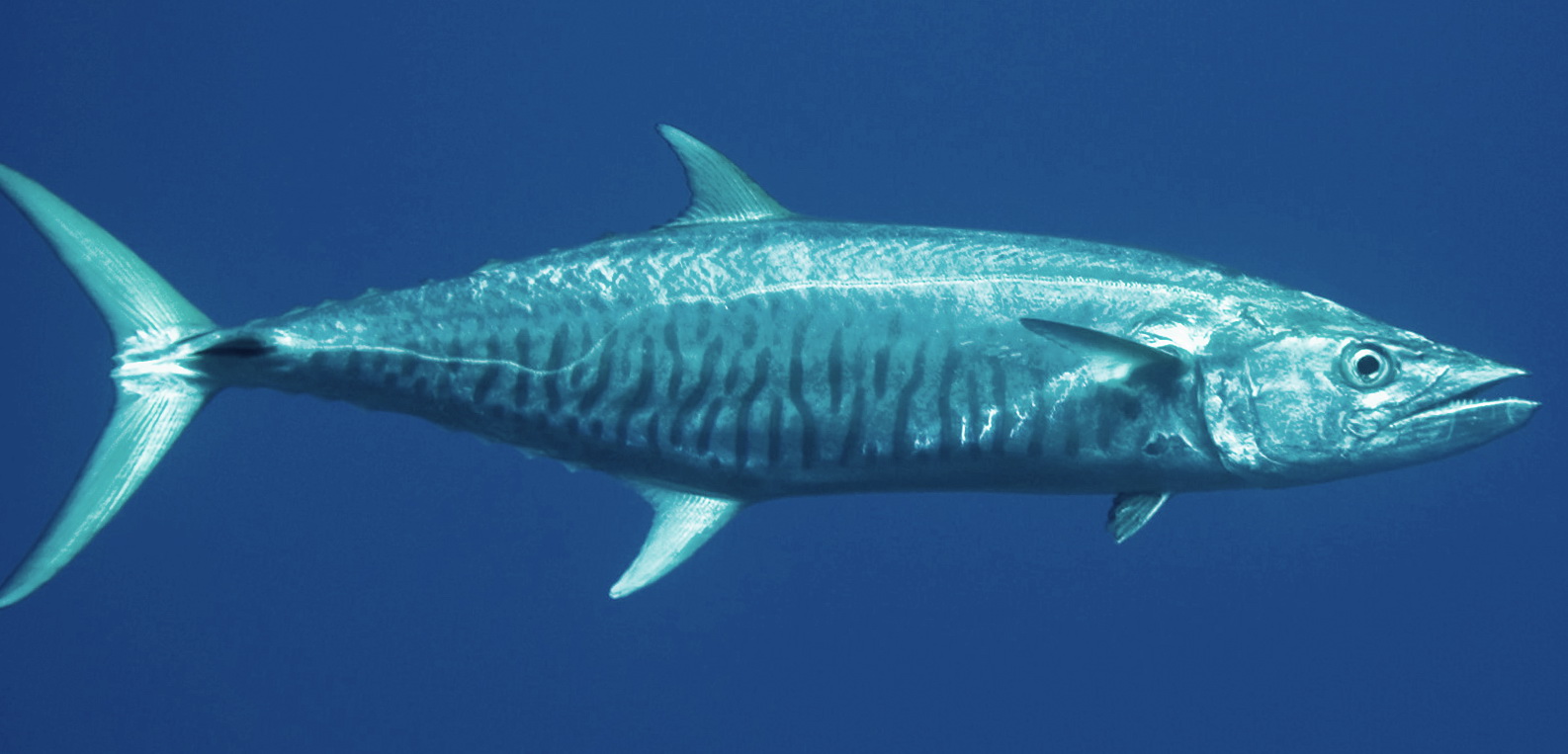 Макрель (1 часть) смотреть онлайн