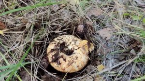 Как найти Груздь Настоящий (сырой груздь)#какискатьгрибы#сырыегрузди#тихаяохота#mushrooms#delicious