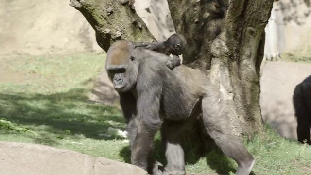 Gorilla Baby Update: Joanne Is Movin' and Groovin' смотреть онлайн