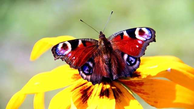 Синяя птица - "День рожденья лета" смотреть онлайн