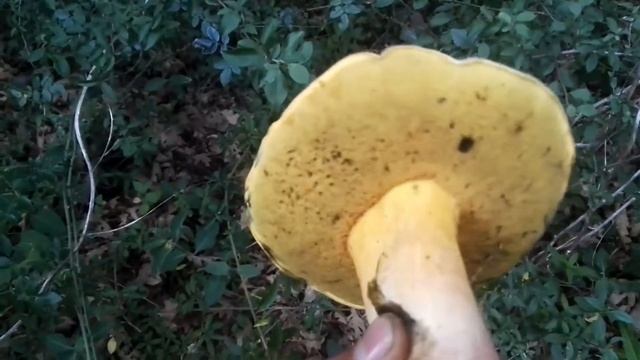 Boletus speciosus смотреть онлайн