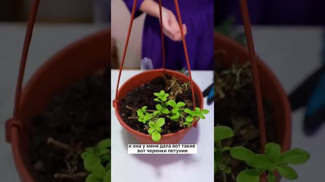Как сэкономить на семенах петунии. смотреть онлайн