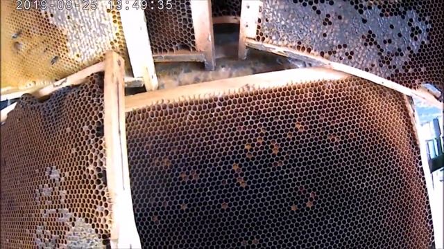 Мёд в ульях лучше,чем сахар и головная боль осенью.Рациональное использование пыльцы. смотреть онлайн