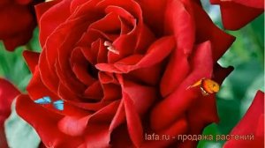 Роза канадская парковая Катберт Грант ? Катберт Грант обзор: как сажать, саженцы розы Катберт Грант