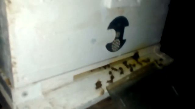 Пчеловод спит,а пасека гудит.Пчелкам спать некогда,надо делать мёд. смотреть онлайн