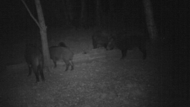 PICT0007 Кабаны смотреть онлайн