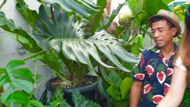 TANAMAN HIAS DI SAMPING RUMAH смотреть онлайн