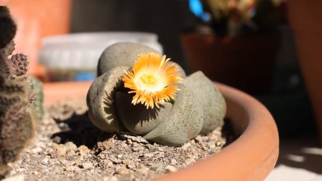Pleiospilos 2012 Time Lapse смотреть онлайн