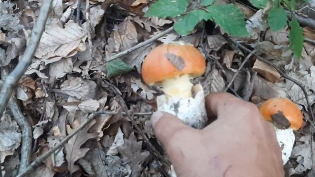 На Закарпатті збирають унікальні королівські гриби, які за якостями кращі за трюфелі ( смотреть онлайн