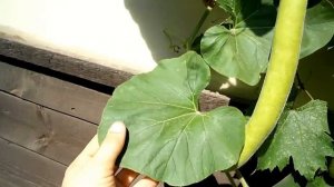 ЛАГЕНАРИЯ-УНИКАЛЬНОЕ РАСТЕНИЕ/ГИГАНТСКИЕ СЪЕДОБНЫЕ КАБАЧКИ(Часть-2).