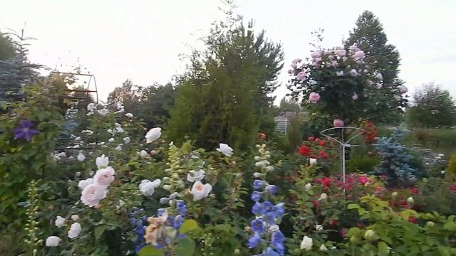 2 БЕЛЫЕ И 2 РОЗОВЫЕ РОЗЫ Д.ОСТИНА ДЛЯ 2 ПЛАНА.Что посадить:Транквилити или Крокус Роуз? смотреть онлайн