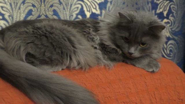 Алиса не боится слушать музыку. смотреть онлайн