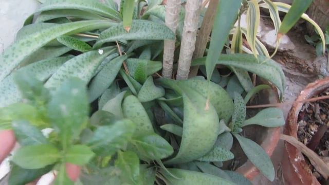 Awesome Fragrance Flowering Plant | Dracaena reflexa | Song of Jamaica | Urdu/Hindi смотреть онлайн