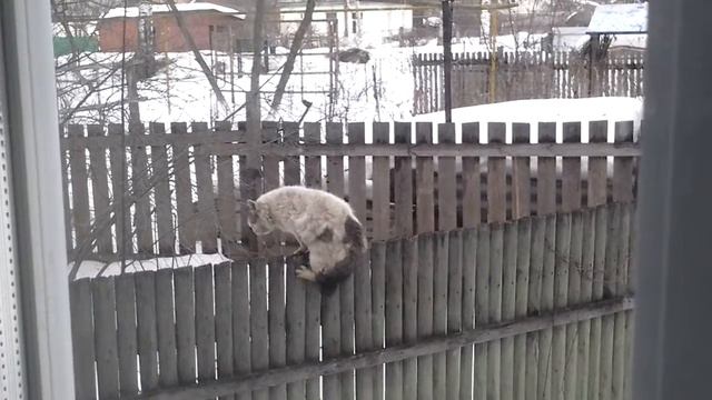 ЖЕСТЬ КОТ ДЕРЖИТ КОТА ЗА ГЛАЗ! БИТВЫ КОТОВ#1 смотреть онлайн