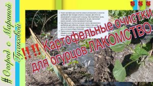 ‼️‼️‼️ КАРТОФЕЛЬНЫЕ ОЧИСТКИ - супер удобрение для ОГУРЦОВ. Не выбрасывайте картофельную кожуру!