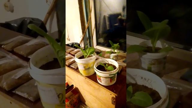 зачем длинная рассада? смотреть онлайн