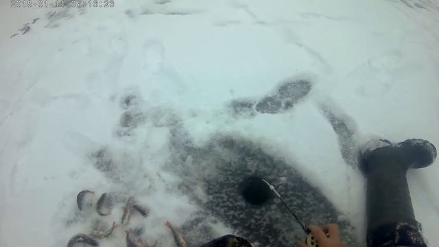 Окунь зимой на Химе 2018-2019 смотреть онлайн