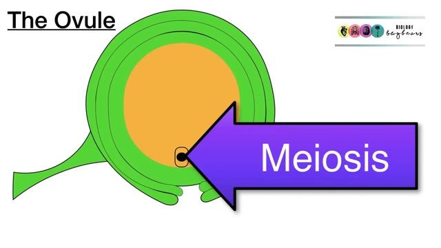 Female Gamete Formation-Plant Reproduction-NEW-Video 1-Plant Reproduction смотреть онлайн