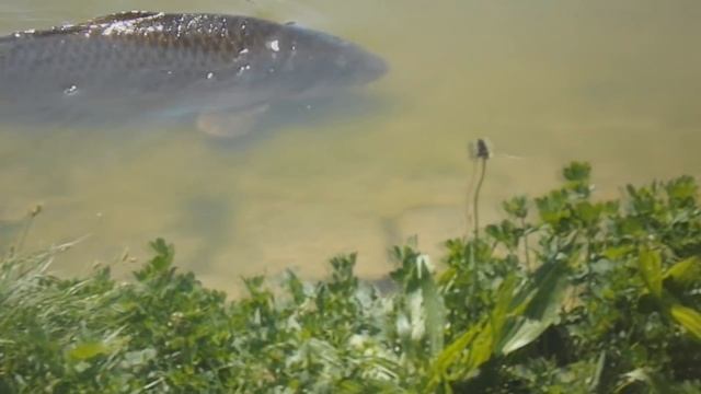 ОГРОМНЫЕ КАРПЫ В ПРУДУ!!!